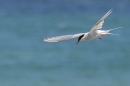 Arctic Tern in flight 2. May. '24.