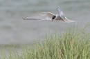 Arctic Tern in flight 1. Jun. '24.