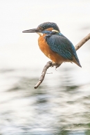 Female Kingfisher 2. Jun. '24.
