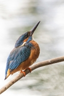 Female Kingfisher 1. Jun. '24.