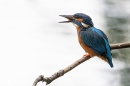 Female Kingfisher with fish 3. Jun. '24.
