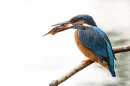 Female Kingfisher with fish 2. Jun. '24.