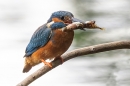 Female Kingfisher with fish 1. Jun. '24.