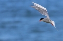 Arctic Tern about to land 2. July. '24.