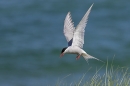Arctic Tern about to land 1. Jul. '24.