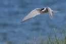Arctic Tern with sand eel in flight. Jul. '24.