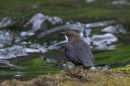 Dipper. Aug. '24.