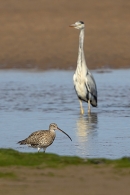 Curlew and grey heron. Sep. '24.