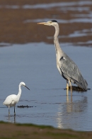 Little Egret and grey heron. Sep. '24.