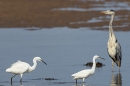 2 Little Egrets and grey heron. Sep. '24.
