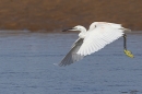 Little Egret takes off. Sep. '24.