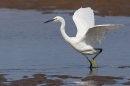 Little Egret running. Sep. '24.
