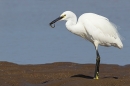 Little Egret stood with sand eel. Sep. '24.