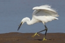 Little Egret re-catches sand eel. Sep. '24.