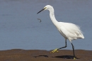 Little Egret drops sand eel. Sep. '24.
