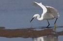 Little Egret hunting sand eel. Sep. '24.