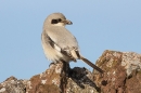 Steppe grey Shrike on wall. Sep. '24.
