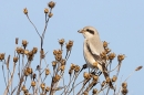 Steppe grey Shrike on seedheads. Sep. '24.