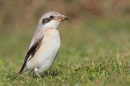 Steppe grey Shrike with wasp. Sep. '24.