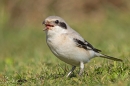 Steppe grey Shrike swallowing wasp. Sep. '24.