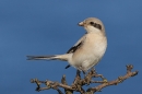 Steppe grey Shrike on bush 3. Sep. '24.