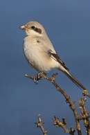 Steppe grey Shrike on bush 2. Sep. '24.
