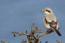 Steppe grey Shrike on bush 1. Sep. '24.