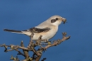 Steppe grey Shrike on bush with wasp. Sep. '24.