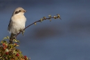 Steppe grey Shrike on hawthorn. Sep. '24.
