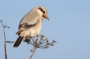 Steppe grey Shrike gaping. Sep. '24.