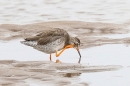 Redshank having a scratch. Sep. '24.