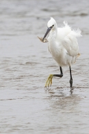 Liittle Egret with flat fish. Sep. '24.