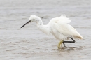 Little Egret ruffled up. Sep. '24.