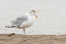 Herring Gull gaping. Sep. '24.