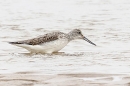 Greenshank swallowing prey. Sep. '24.