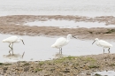 3 Little Egrets. Sep. '24.