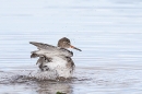 Redshank bathing. Oct. '24.
