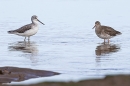 Greenshank and Redshank. Oct. '24