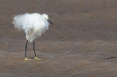 Little Egret ruffled. Oct. '24.