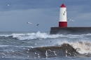 Black headed Gulls and lighthouse. Nov. '24.