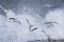 Black headed Gulls in wave. Nov. '24.