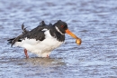 Oystercatcher with cockle. Nov. '24.