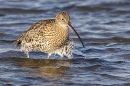 Curlew ruffled in water. Nov. '24.