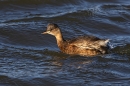 Little Grebe. Nov. '24.