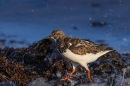 Turnstone on seaweed 3. Nov. '24.