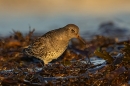 Purple Sandpiper. Nov. '24.
