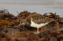 Turnstone on seaweed 2. Nov. '24.