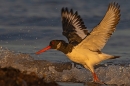 Oystercatcher with wings up 2. Nov. '24.