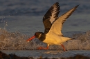Oystercatcher with wings up 1. Nov. '24.