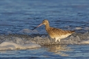 Bar tailed Godwit in the surf. Jan. '25.